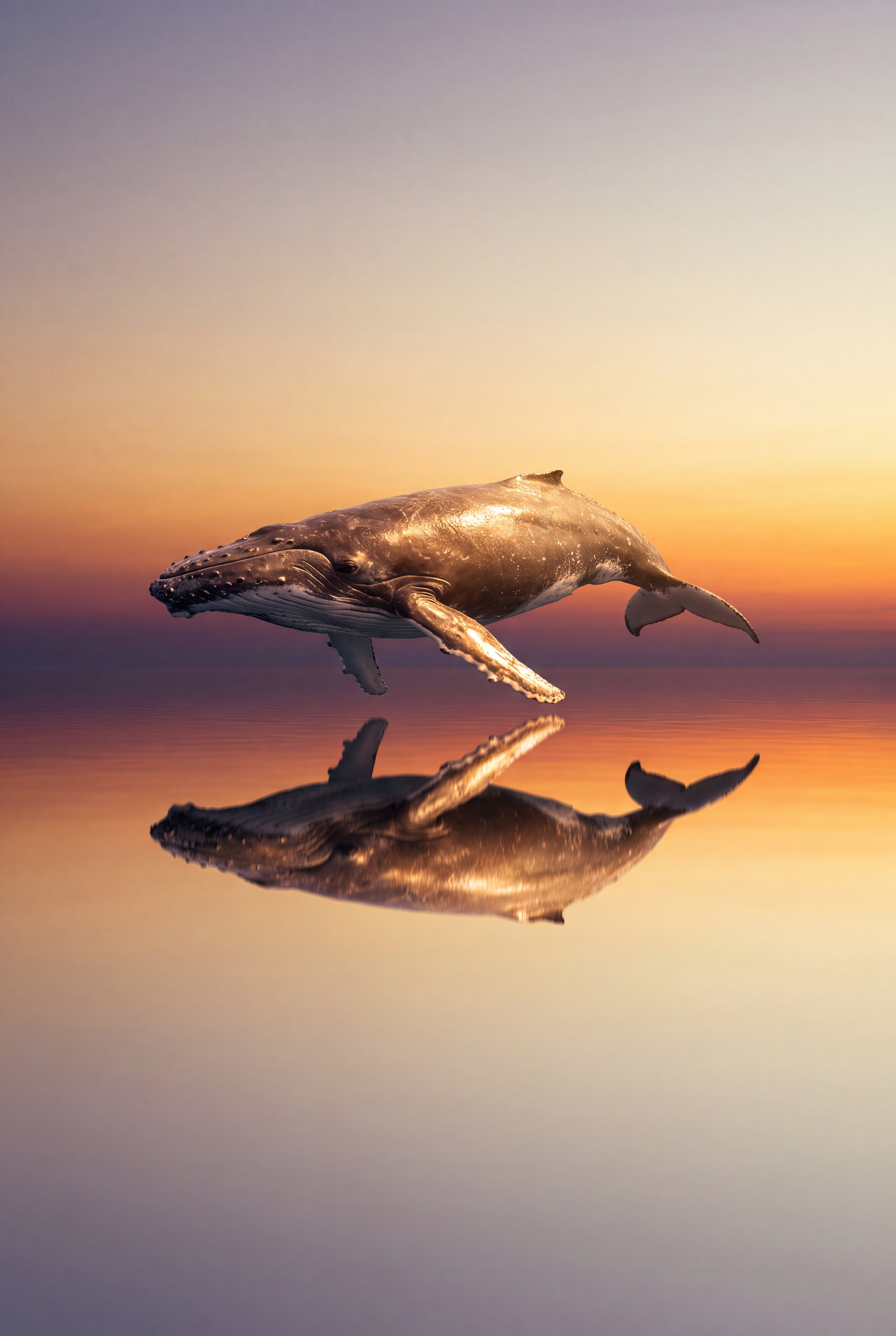 Whale