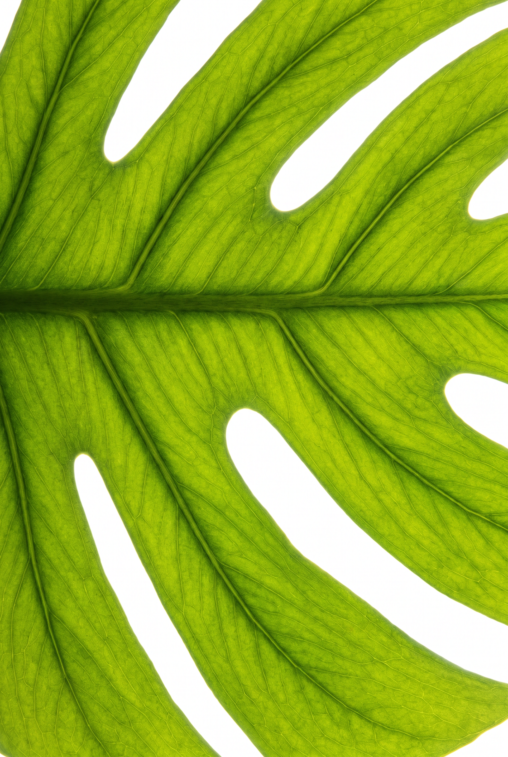 Leaf Vein Architecture