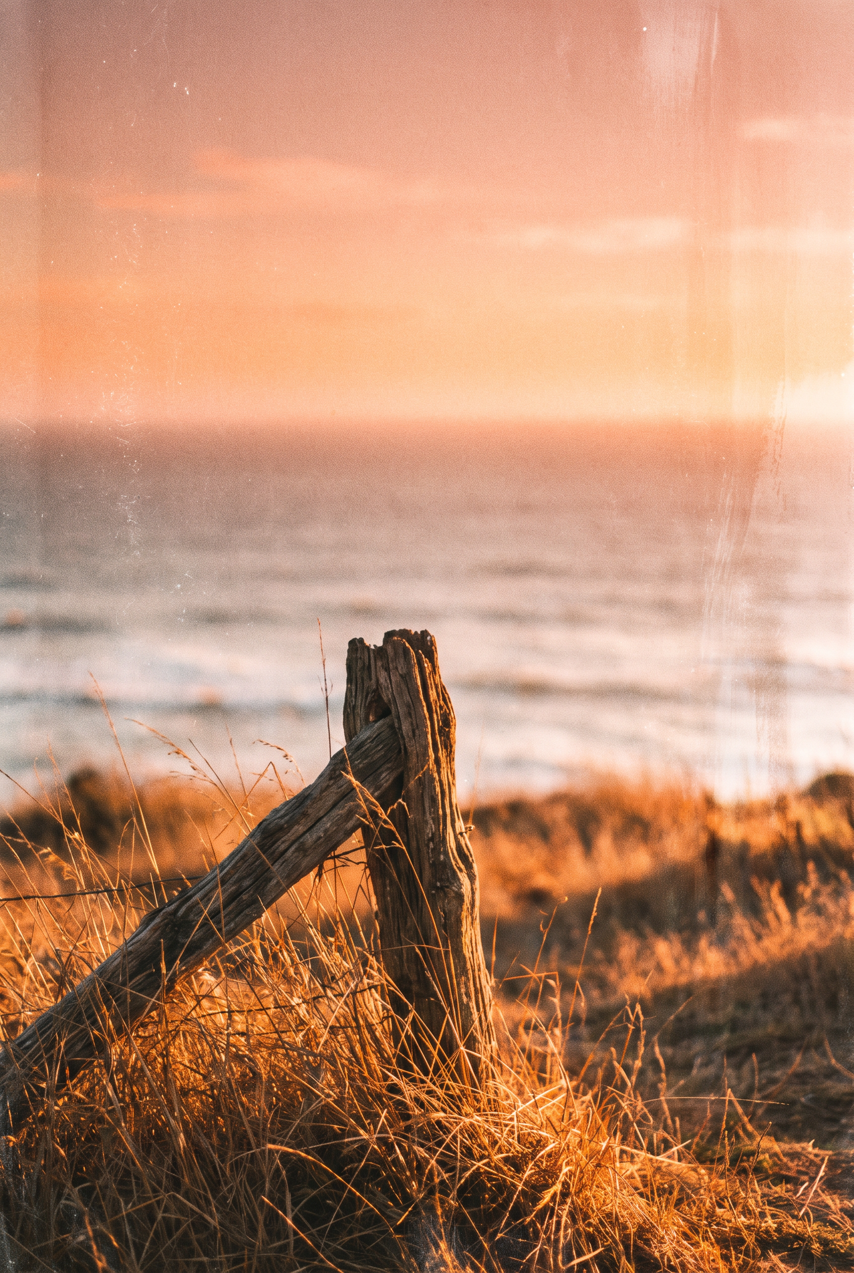 Driftwood Coastal Glow