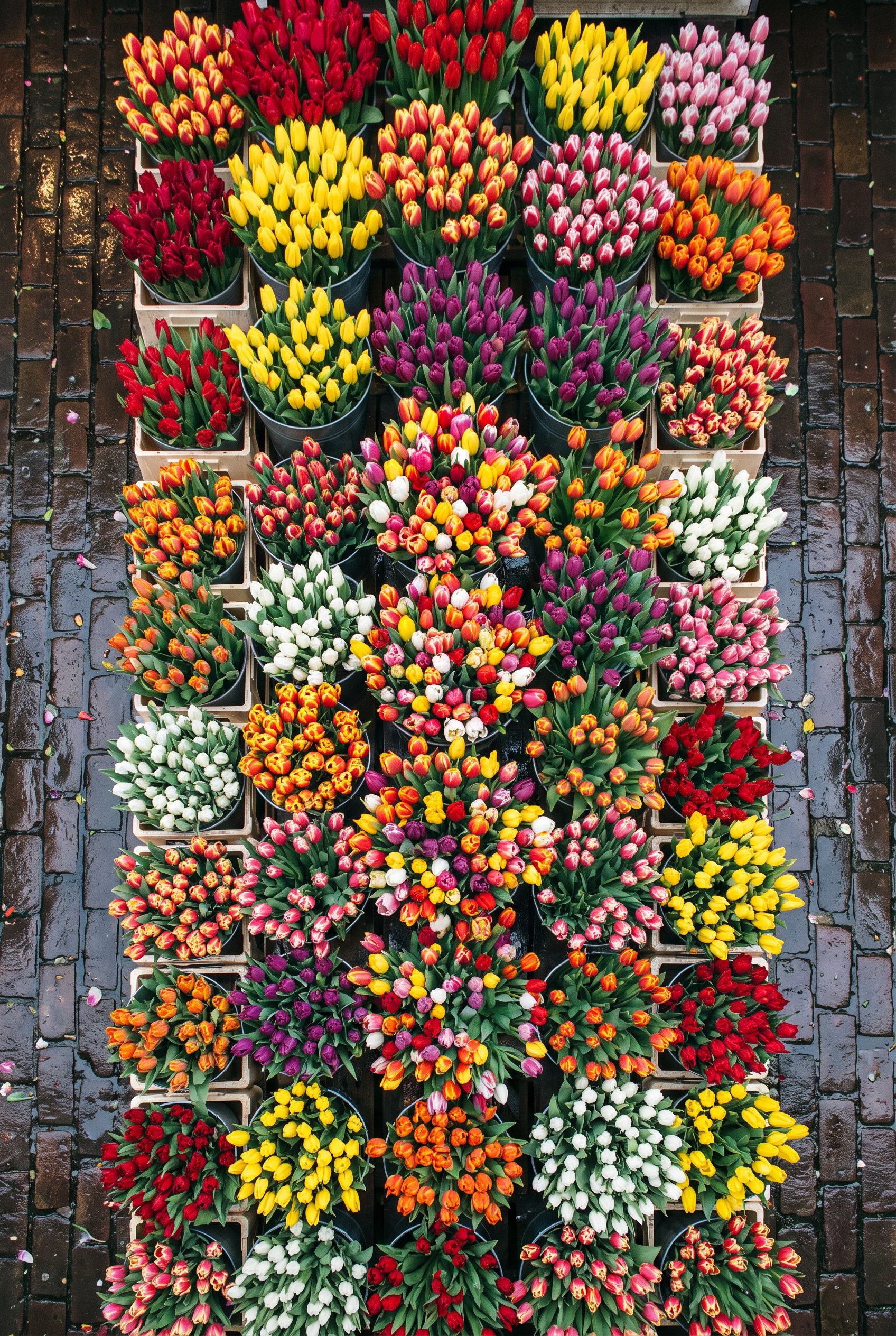 Tulip Bucket Grid