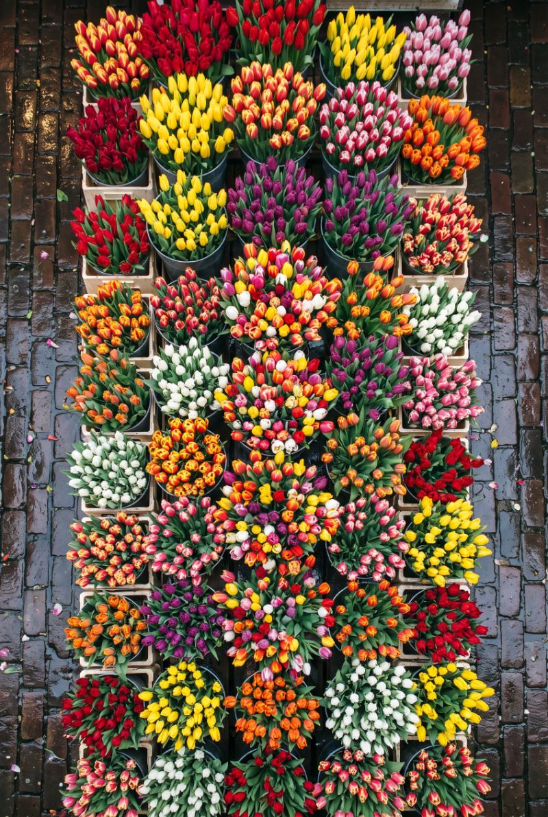 Tulip Bucket Grid — AI wall art print | Artisto Studios